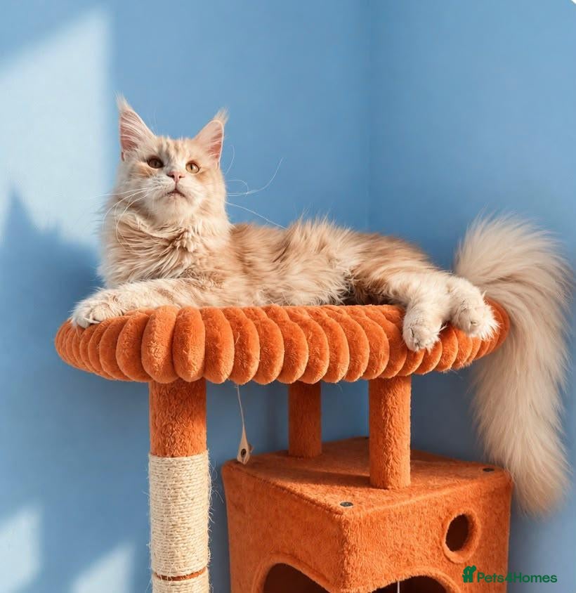 Maine Coon cats 🩷 Stunning Silver Girl – Last of the Litter 🩷 - Advert 2