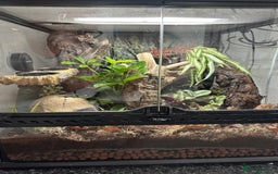 Gecko reptiles for sale: Male Crested Gecko & Bioactive Terrarium  - Image 5