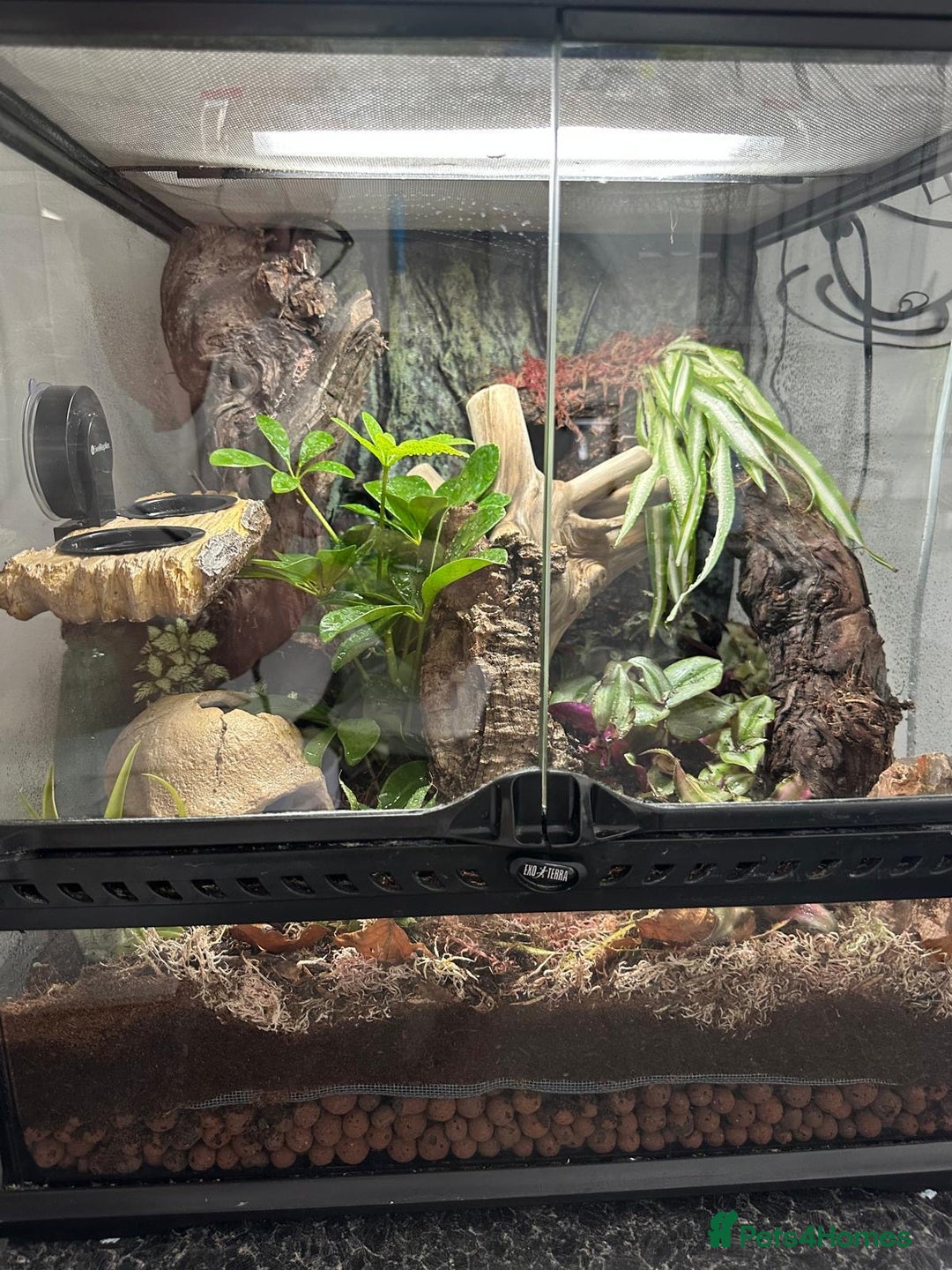 Gecko reptiles for sale: Male Crested Gecko & Bioactive Terrarium  - Image 5