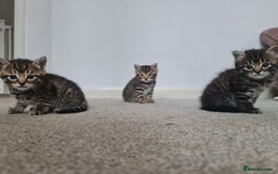 Mixed Breed cats for sale: 3 boy kittens for sale - Image 4