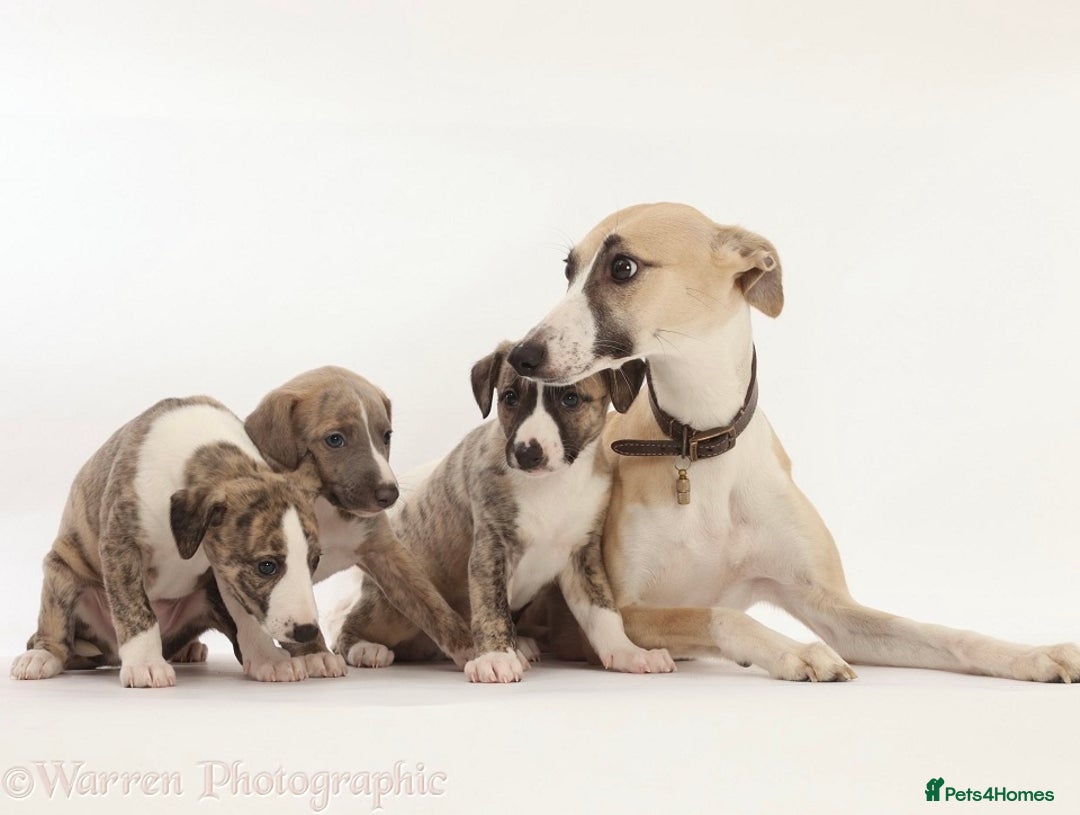 Whippet dogs for sale: Adorable kennel Club registered little Girl  - Advert 3