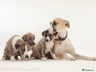 Whippet dogs Adorable kennel Club registered little Girl - Advert 3