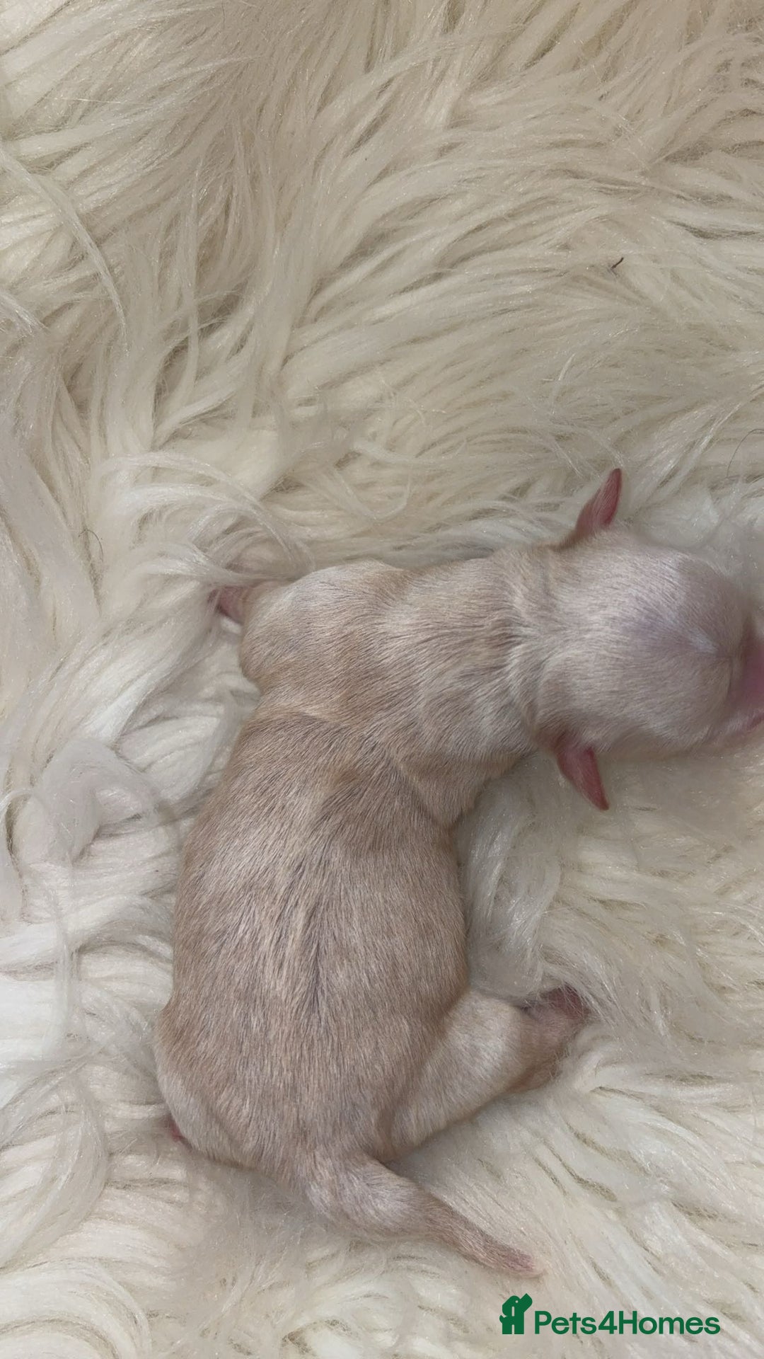 Chiweenie dogs for sale: Gorgeous Mini Dachshund X Puppies🐾 - Image 15