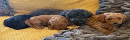 Maltipoo dogs for sale: Maltipoo pups  - Advert 3