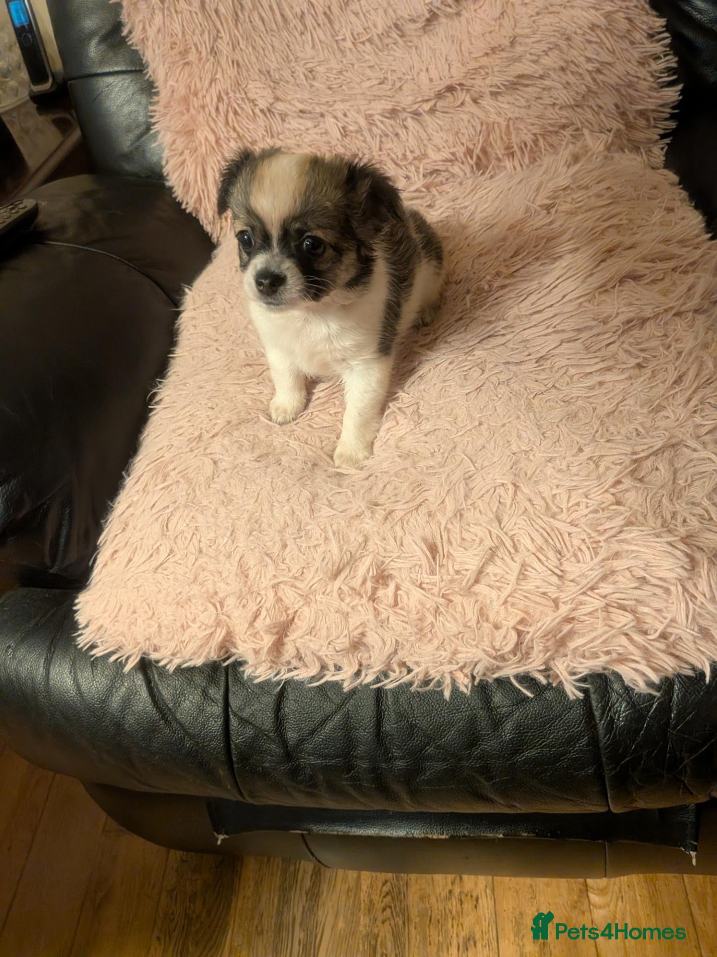 Chihuahua dogs Lovely tiny loyal chihuahua puppy for New gome - Advert 2