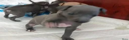 Italian Greyhound dogs for sale: now ready Greyhounds  - Advert 2