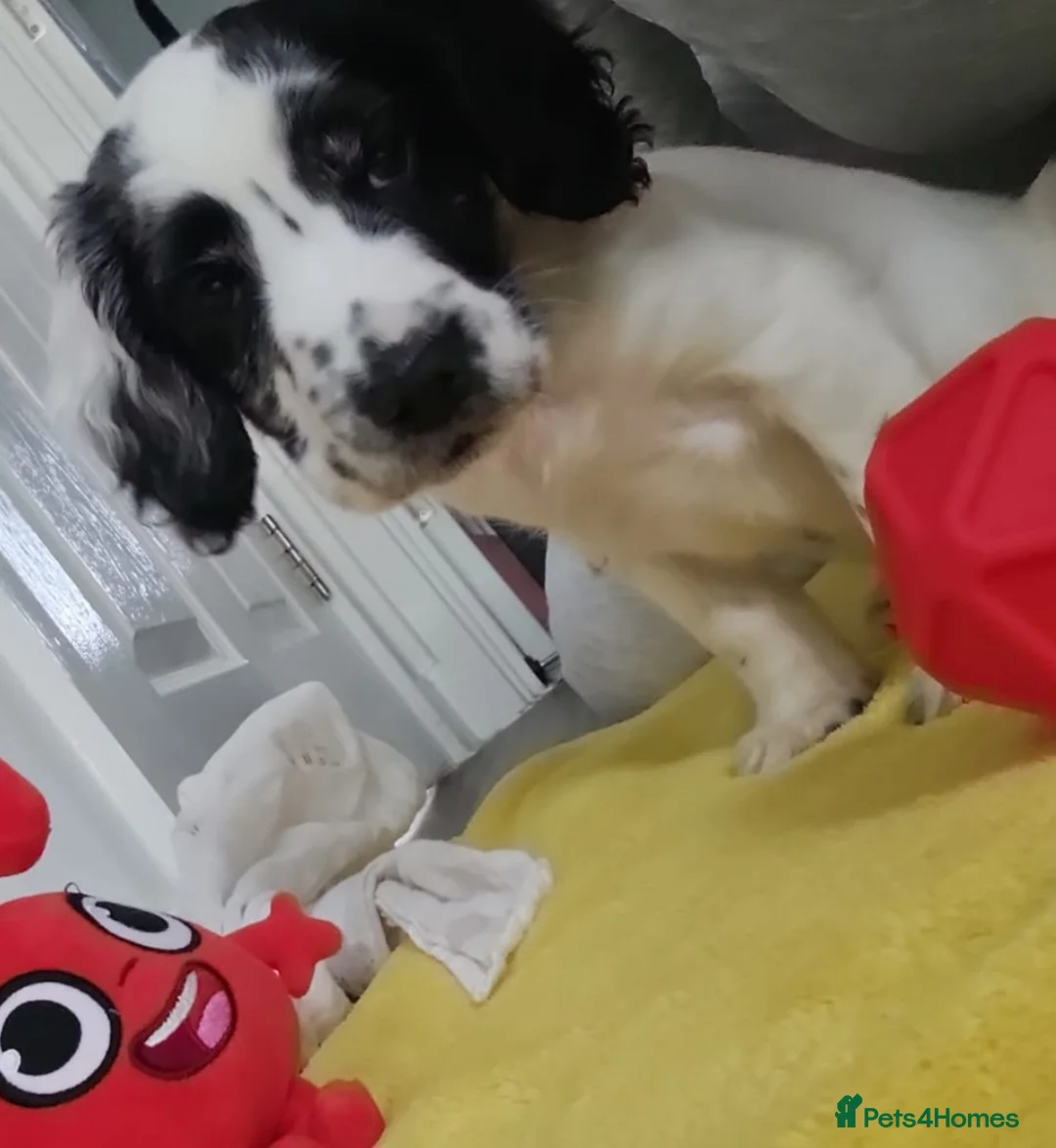 Cocker Spaniel dogs for sale: Cocker Spaniel - Advert 1