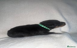 Rottweiler dogs for sale: Stunning Rottweiler puppies  - Image 15