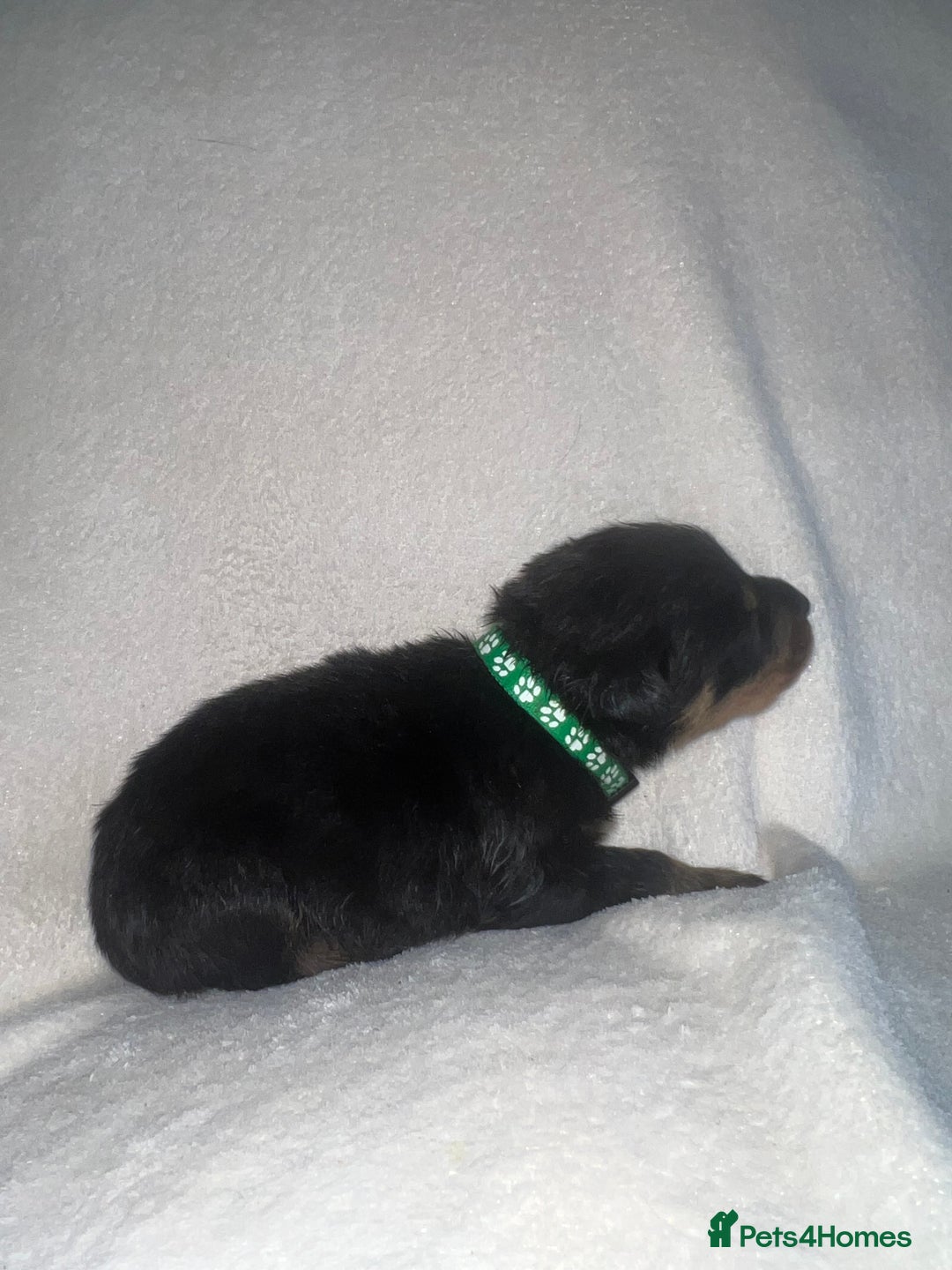 Rottweiler dogs for sale: Stunning Rottweiler puppies  - Image 15