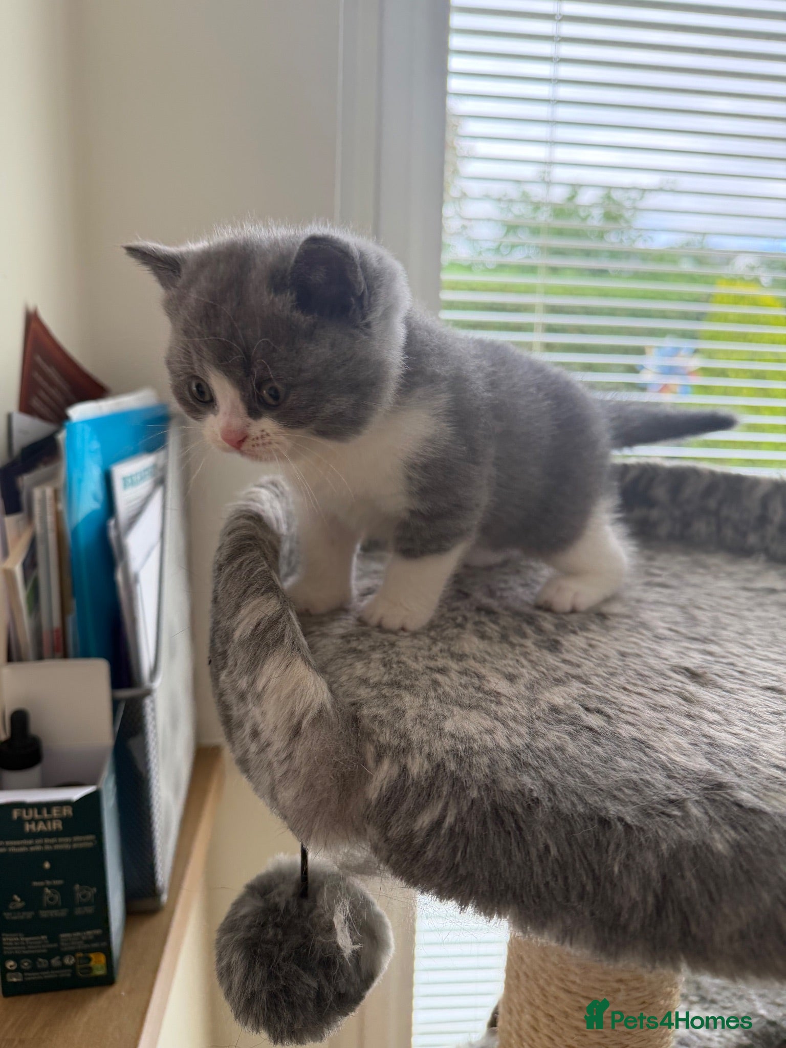 British Shorthair cats 🐾 Beautiful Blue & White BSH Boy 🐾 - Advert 2