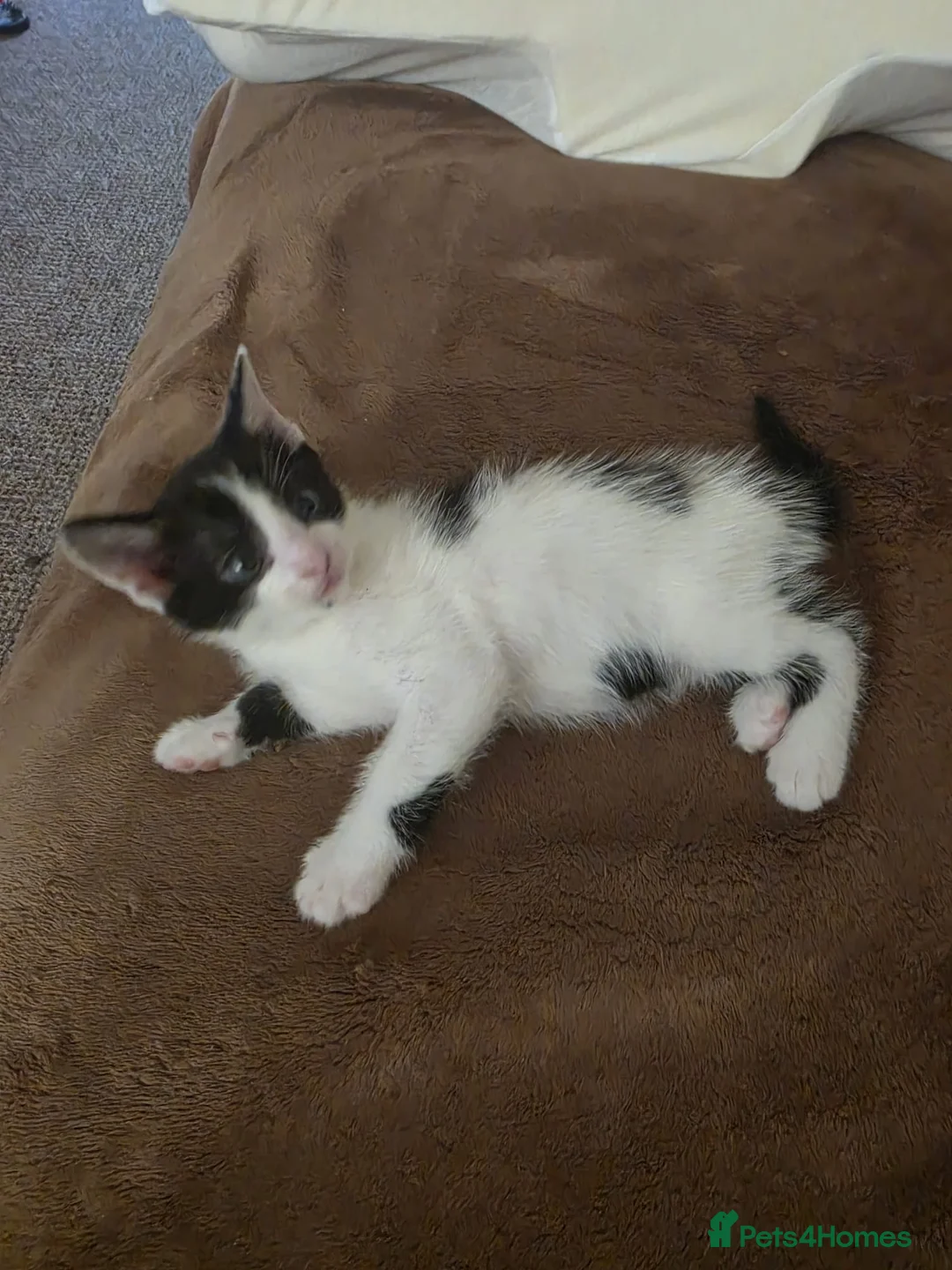 European cats for sale:  Two adorable kittens looking for a loving home!  - Advert 2