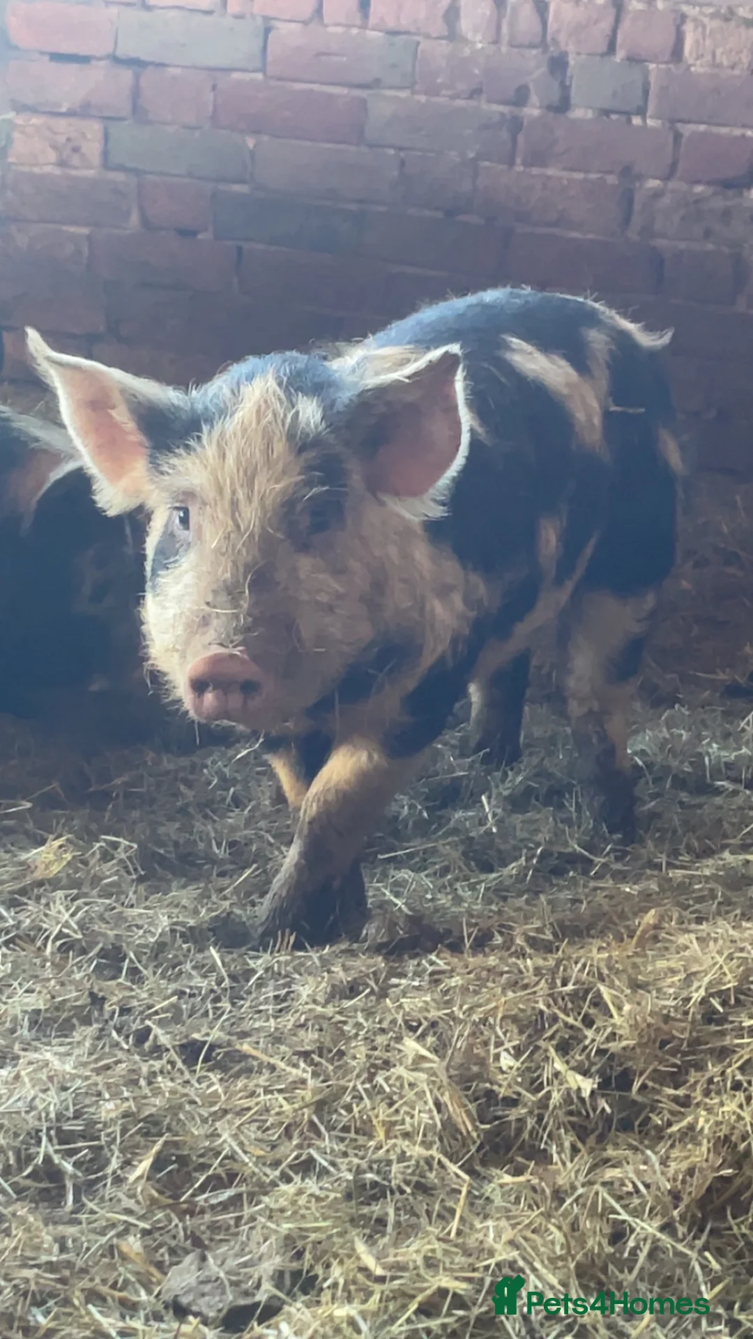 Pig livestock for sale: Gloucester old spot x Berkshire  - Advert 2