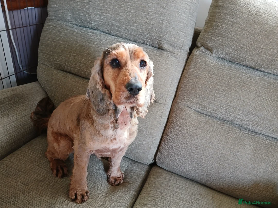Cocker Spaniel dogs for sale: 7 YEAR OLD SHOW TYPE COCKER SPANIEL - Advert 1