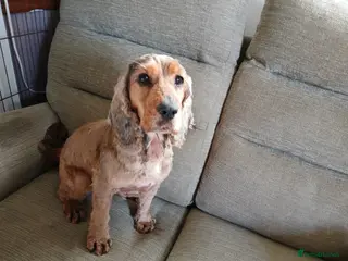 Cocker Spaniel dogs 7 YEAR OLD SHOW TYPE COCKER SPANIEL - Advert 2