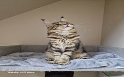Maine Coon cats for sale: 🍁🍂Good females🏡🎯📣 - Image 35