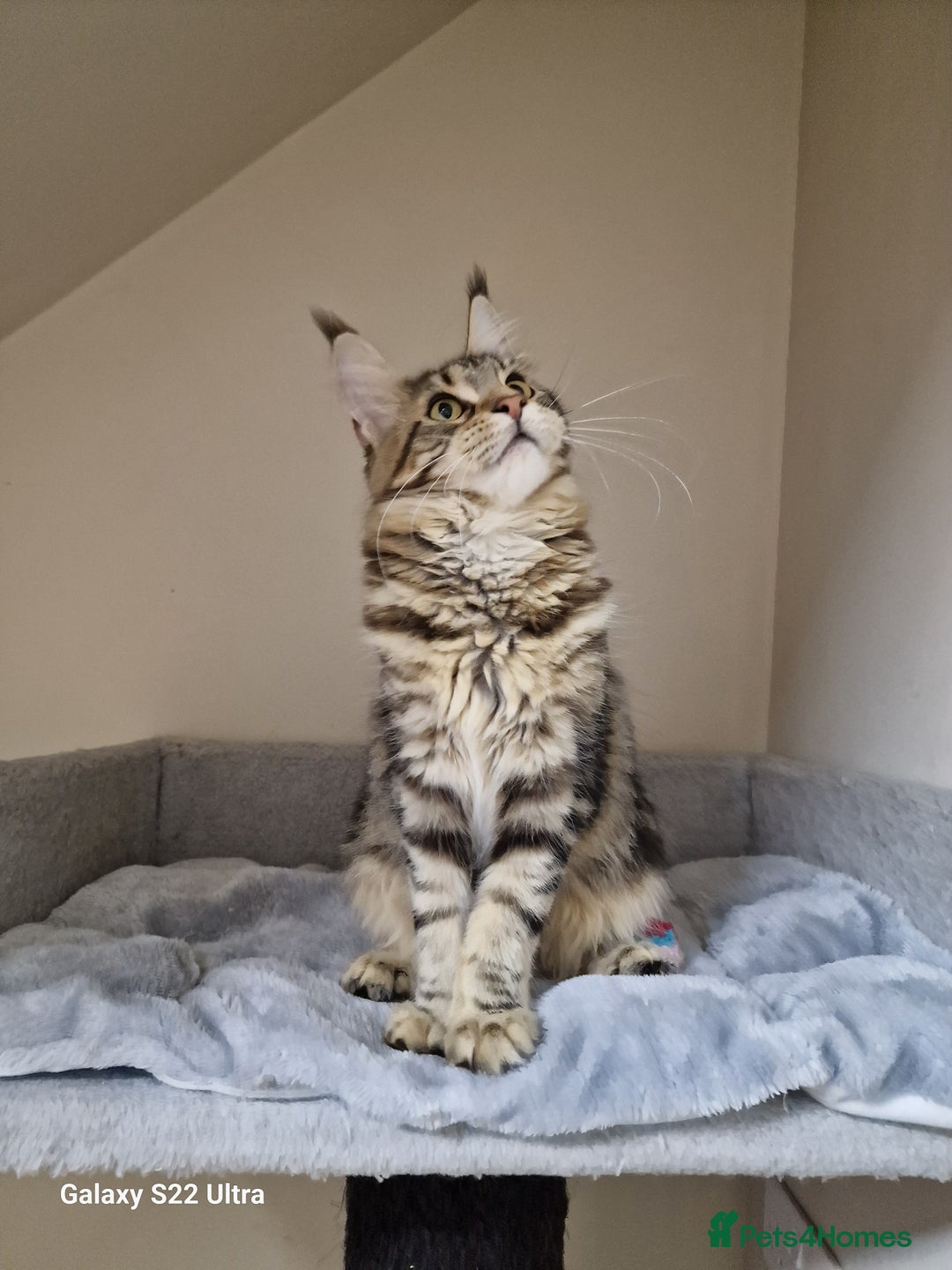Maine Coon cats for sale: 🍁🍂Good females🏡🎯📣 - Image 35