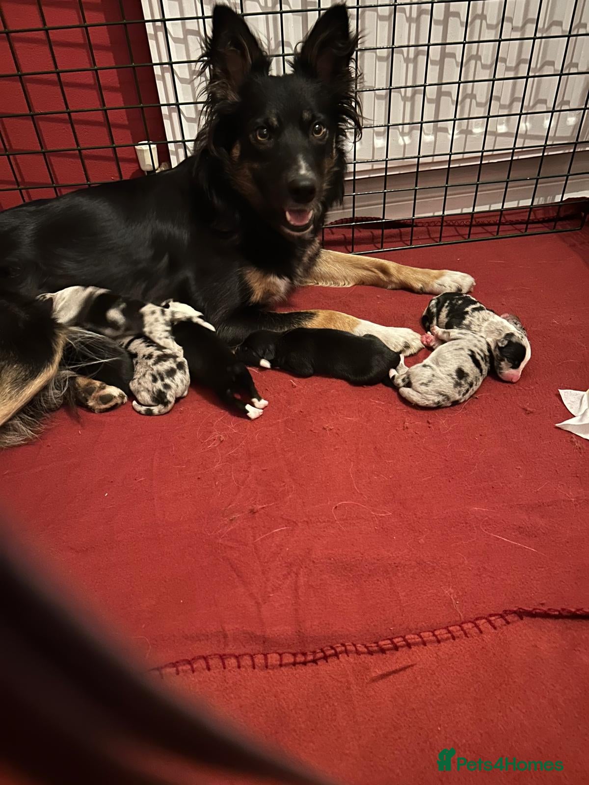 Border Collie dogs Beautiful border collie pups - Advert 4