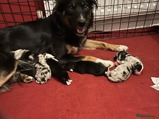 Border Collie dogs Beautiful border collie pups - Advert 1