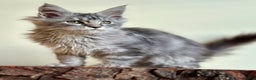 Maine Coon cats for sale: Maine Coon kittens - Advert 6