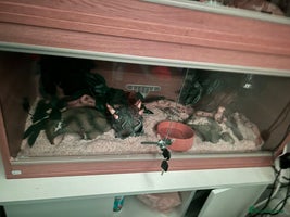 Corn Snake reptiles - Advert 1