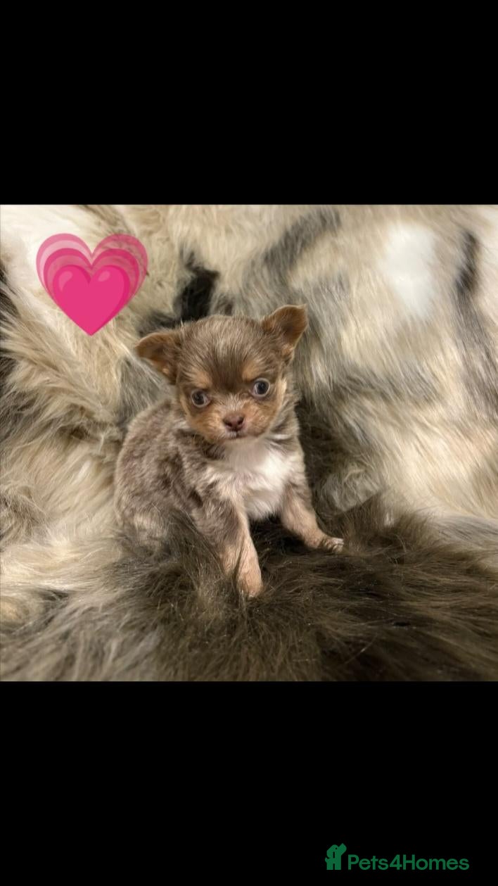 Chihuahua dogs for sale: Lilac long hair chihuahua  - Advert 2