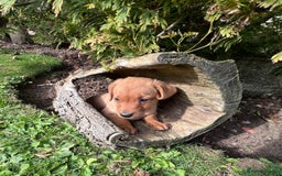 Labrador Retriever dogs for sale: Dark Red and Yellow KC reg DNA Clear Lab Puppies - Image 7