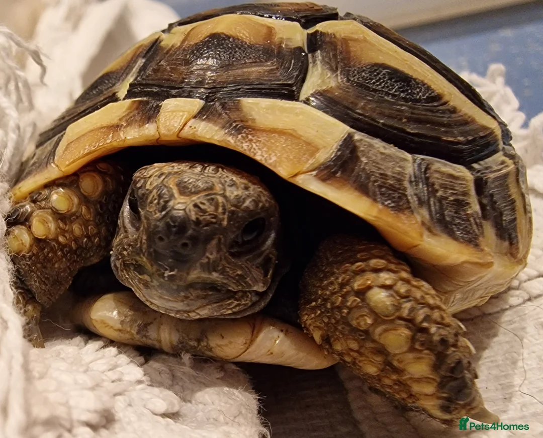 Hermann Tortoise reptiles for sale: Hermann Tortoise  - Advert 1