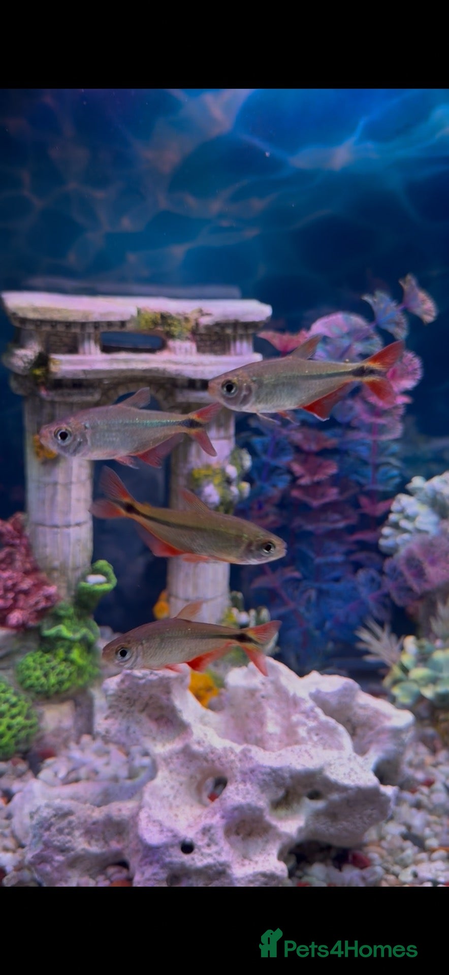 Tetras fish 4 Tetras looking for new home  - Advert 2