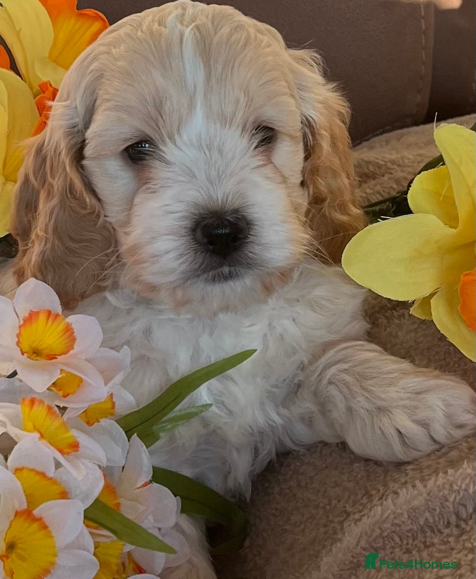 Cockapoo dogs Stunning F1 Cockapoos - Advert 1