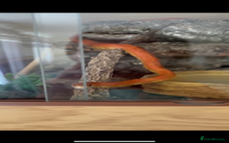 Corn Snake reptiles for sale: Orange corn snake - Image 1