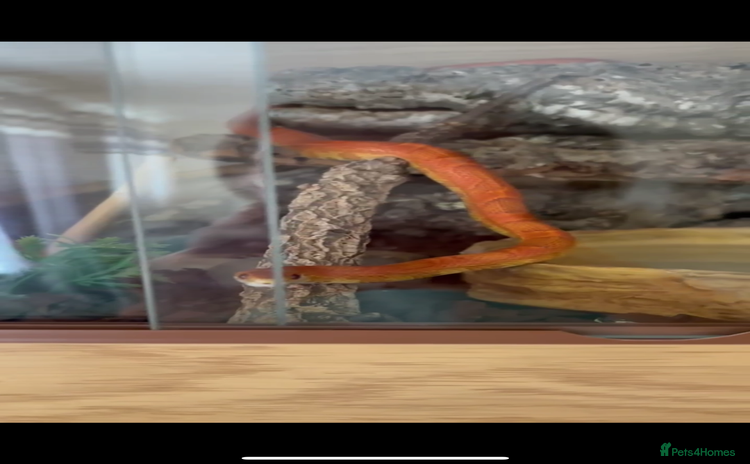 Corn Snake reptiles - Advert 2