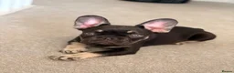 French Bulldog dogs for sale: Black & tan French bulldog  - Advert 3