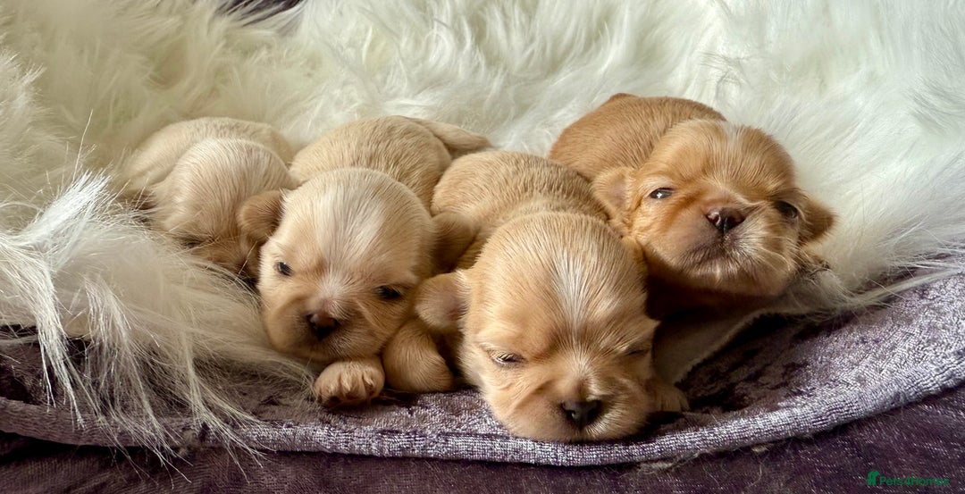 Shih Tzu dogs for sale: Stunning full Imperial Shih Tzu’s - Image 13