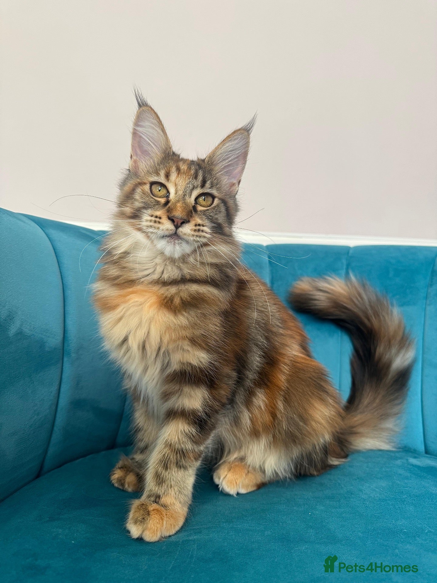 Maine Coon cats TICA Pedigree Registered Maine Coon Kittens - Advert 1