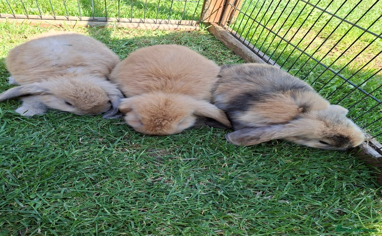 Mini Lop rabbits - Advert 2