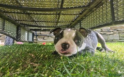 Boston Terrier dogs for sale: KC BOSTON BEAUTIFUL GIRL in Huddersfield - Image 14