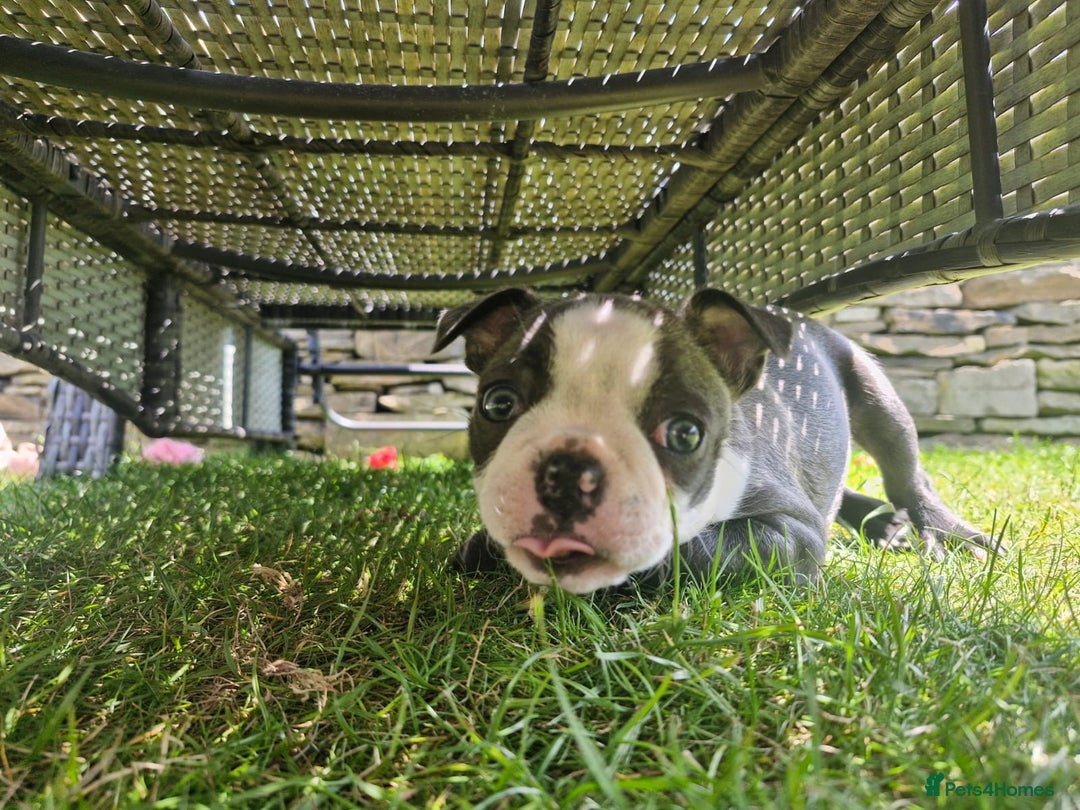 Boston Terrier dogs for sale: KC BOSTON BEAUTIFUL GIRL in Huddersfield - Image 14