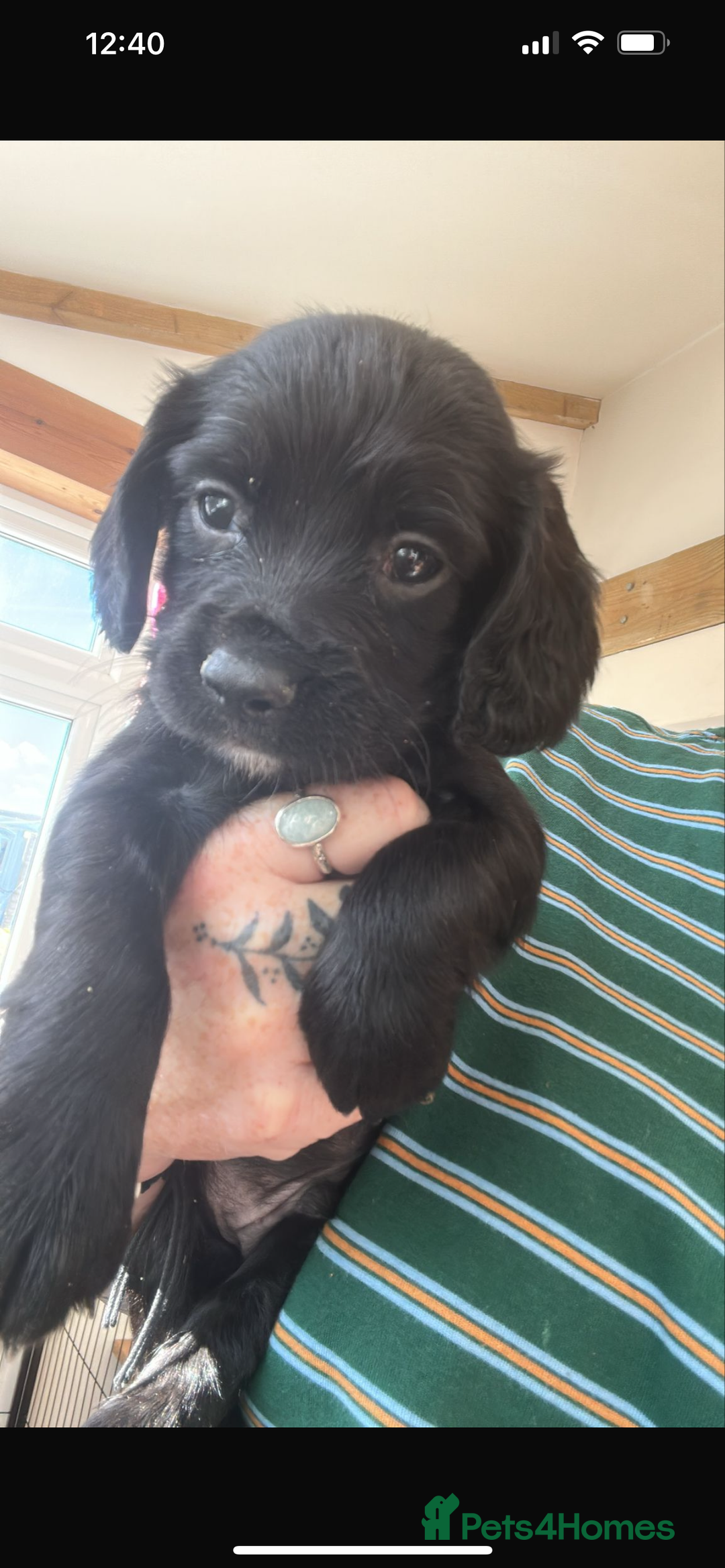 Sprocker dogs for sale:  Sprocker Spaniel READY TO LEAVE!!! 🐶 Only 1 left - Image 28
