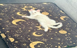 Persian cats for sale: Fluffy indoor kittens-Persian&Main Coon cross  - Image 10