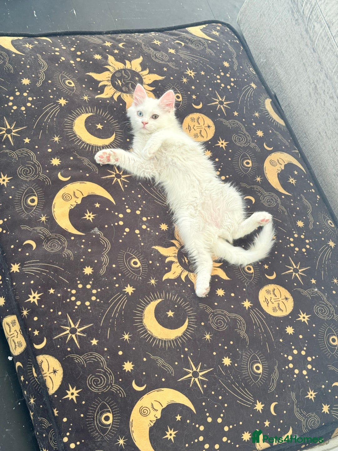Persian cats for sale: Fluffy indoor kittens-Persian&Main Coon cross  - Image 10