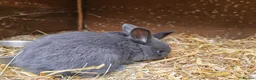Mixed Breed rabbits for sale: Mixed bread bunnies variety of colours in Haverfordwest - Advert 4