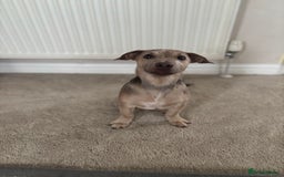 Jack Russell dogs for sale: Jack Russell puppy for sale  - Image 4