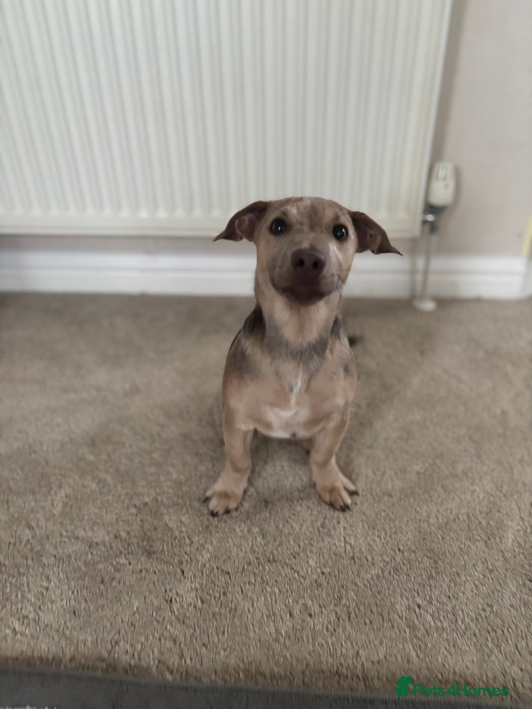 Jack Russell dogs for sale: Jack Russell puppy for sale  - Image 4