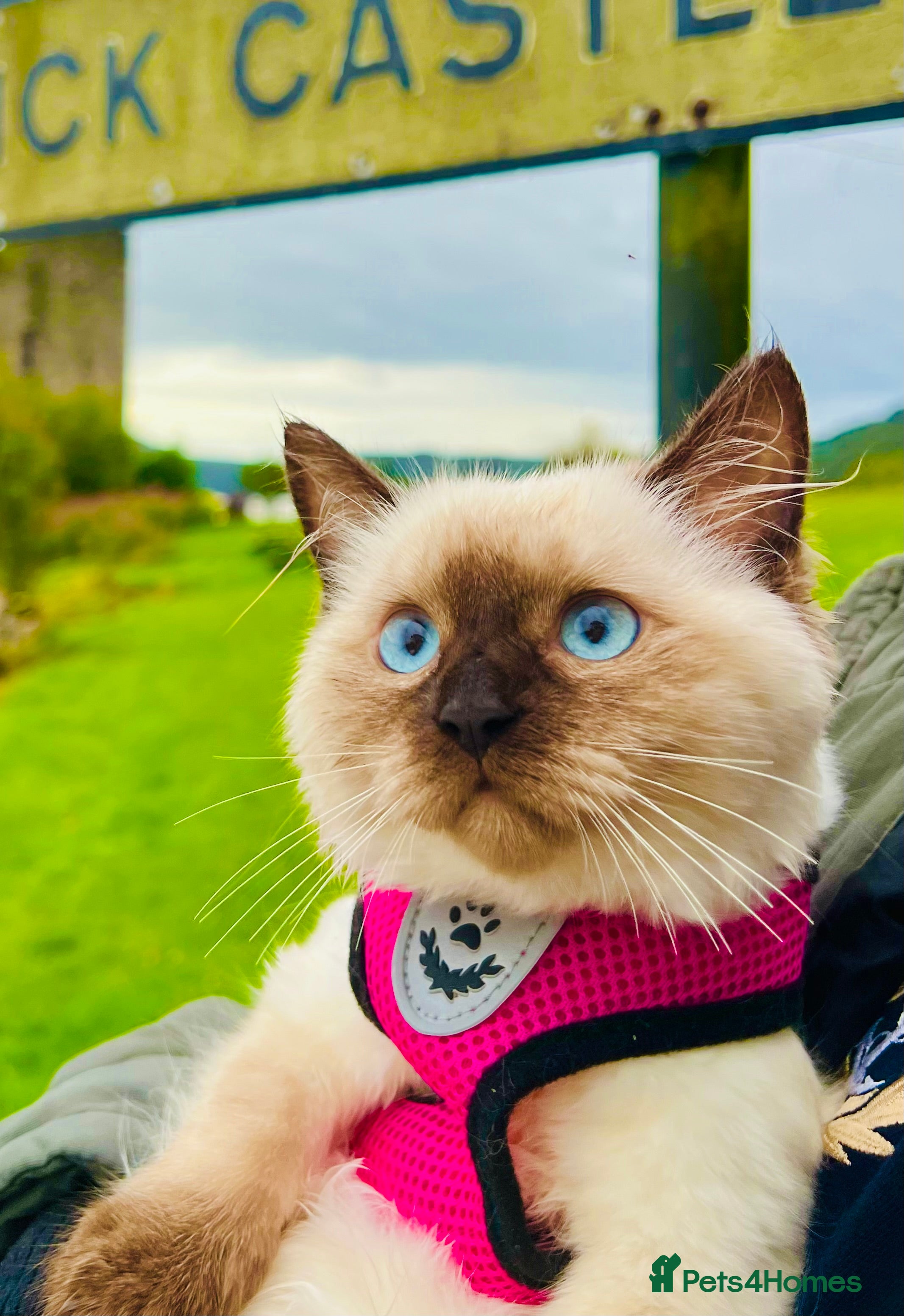 Ragdoll cats Premium Ragdoll tiya - Advert 2