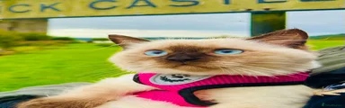premium Ragdoll Tiya
