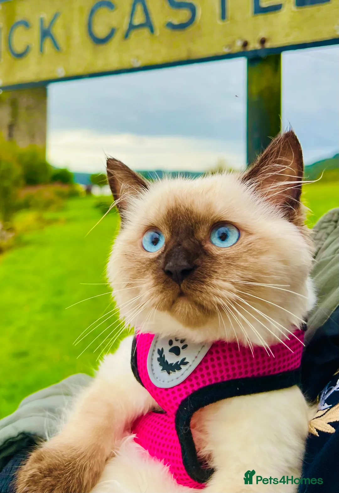 Ragdoll cats for sale: Premium Ragdoll tiya - Advert 1