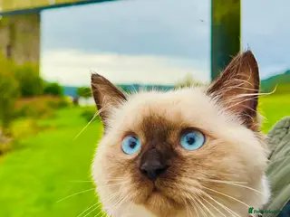 Ragdoll cats Premium Ragdoll tiya - Advert 2