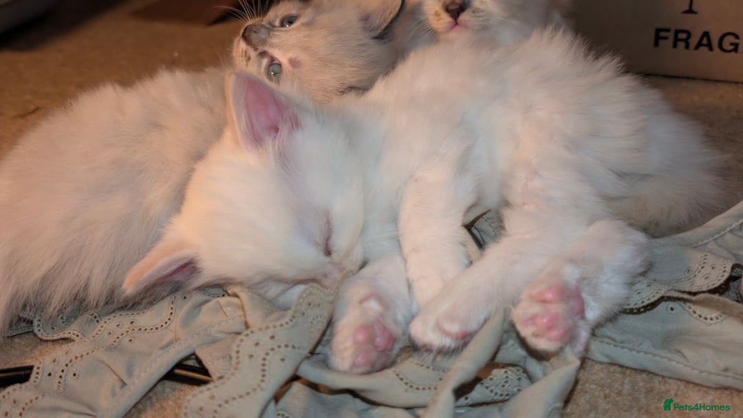 Ragdoll cats for sale: Beautiful Playful Ragdoll Kittens - Advert 6