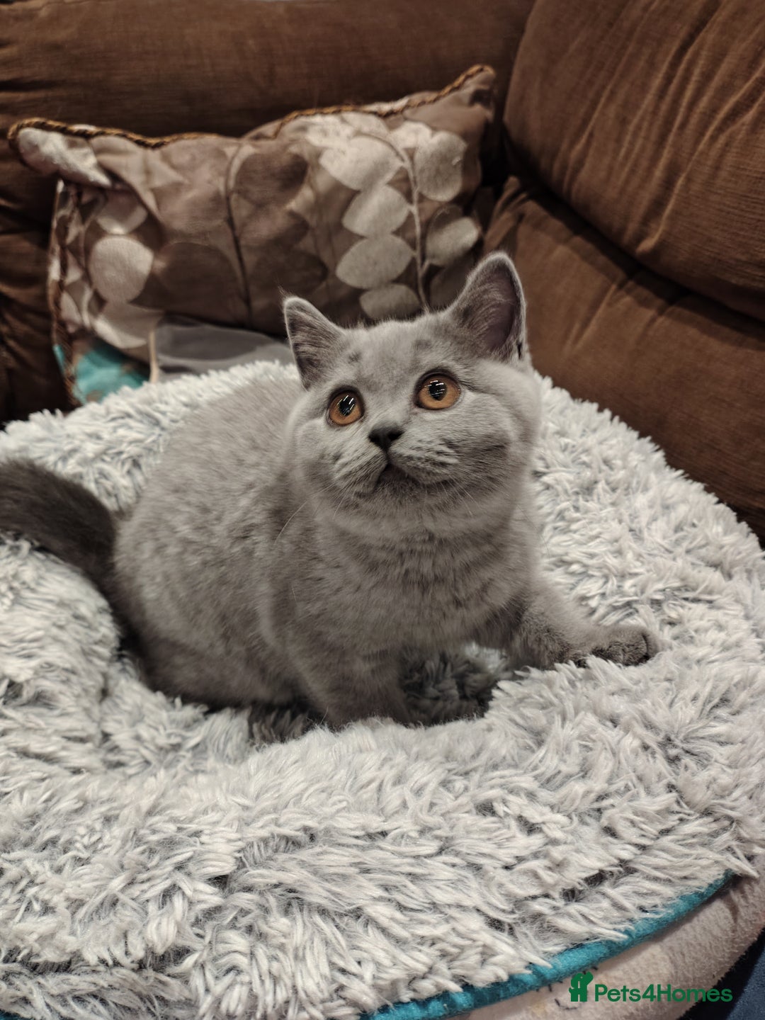 British Shorthair cats for sale: Blue British shorthairs kittens with GCCFpedigree - Advert 3