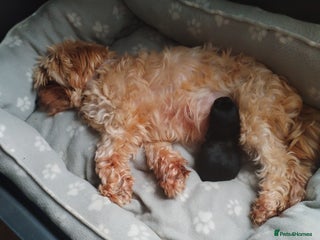 Mixed Breed dogs Chipoo x Biewer puppies for sale - Advert 1